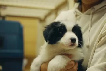 ジュン 様のお迎えした子犬