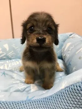 カイくん 様のお迎えした子犬