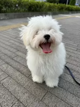 ナナ 様のお迎えした子犬