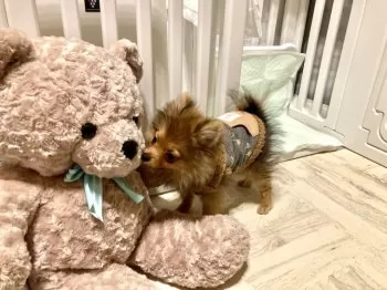 りぷ 様のお迎えした子犬