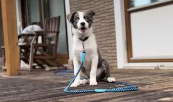 TAMAちゃん 様のお迎えした子犬
