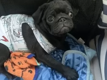 Y.K 様のお迎えした子犬