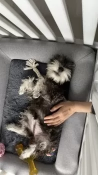 S.H 様のお迎えした子犬