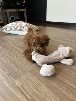 K.I 様のお迎えした子犬
