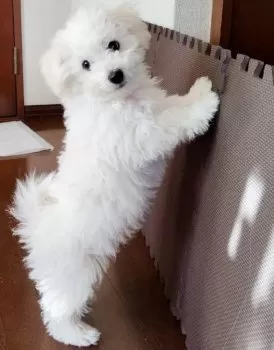 シュシュ⭐︎ 様のお迎えした子犬