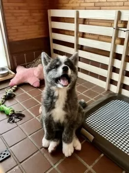 S.M 様のお迎えした子犬