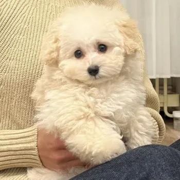 maru 様のお迎えした子犬
