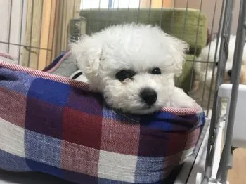 まりちょ 様のお迎えした子犬