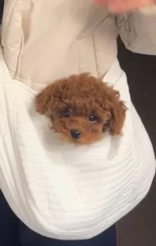 かんちゃん 様のお迎えした子犬