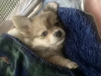Y.O 様のお迎えした子犬