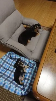 ミルク&ロック 様のお迎えした子犬