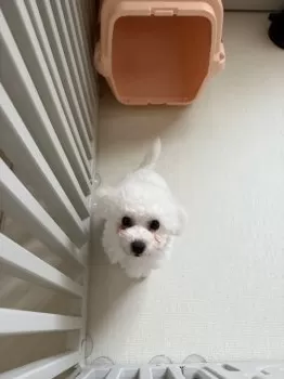 Y.T 様のお迎えした子犬