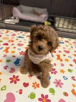 てんちゃん 様のお迎えした子犬