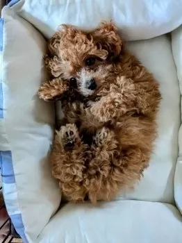 S 様のお迎えした子犬