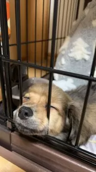 Y.I 様のお迎えした子犬