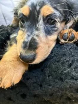 まな 様のお迎えした子犬