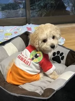 A.I 様のお迎えした子犬