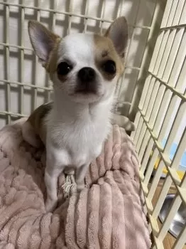 はちみつれもん 様のお迎えした子犬
