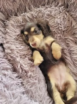 タネガシマン 様のお迎えした子犬