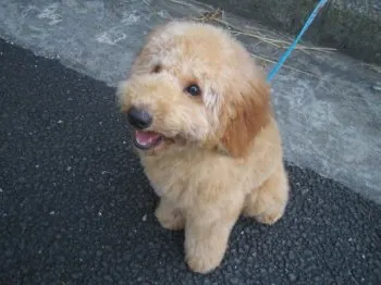 ジジ 様のお迎えした子犬