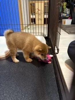 R.C 様のお迎えした子犬