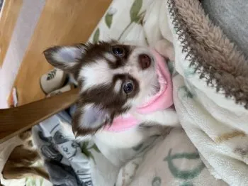 千葉県 H 様のお迎えした子犬