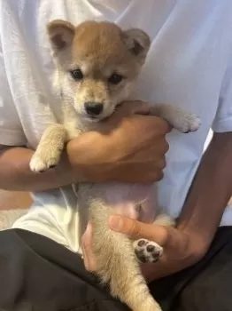 Y.Y 様のお迎えした子犬