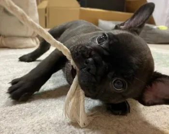 タノ 様のお迎えした子犬