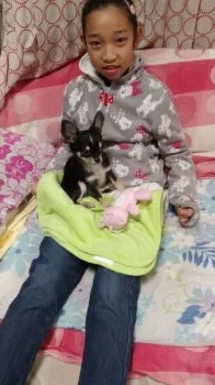 あゆぺこ 様のお迎えした子犬