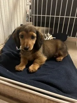 K.R 様のお迎えした子犬