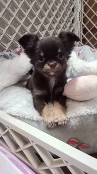 おみち 様のお迎えした子犬