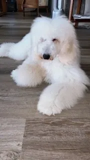 A.M 様のお迎えした子犬