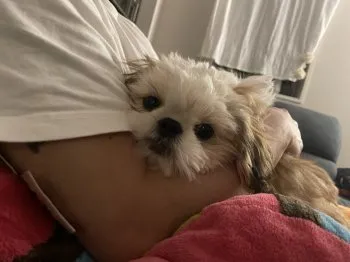 A.M 様のお迎えした子犬