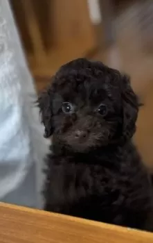 S.K 様のお迎えした子犬
