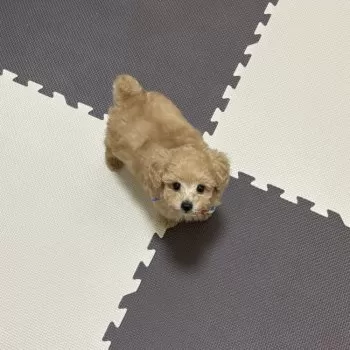 A.S 様のお迎えした子犬