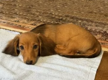 H.Y 様のお迎えした子犬