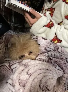 しぃ 様のお迎えした子犬