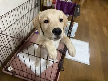 H.Y 様のお迎えした子犬