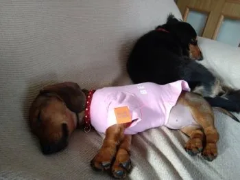 のぶそん 様のお迎えした子犬