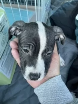 ヤマ 様のお迎えした子犬
