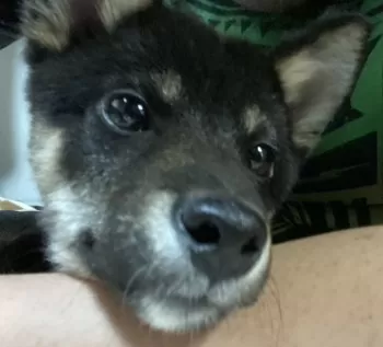 タジマ 様のお迎えした子犬