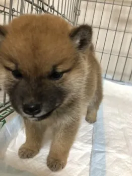 リロ 様のお迎えした子犬