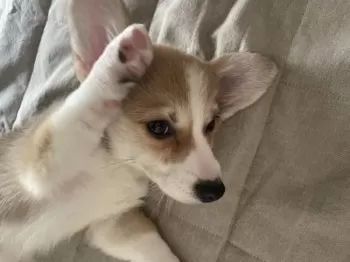 S.B 様のお迎えした子犬