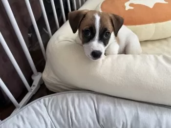 ちーず 様のお迎えした子犬
