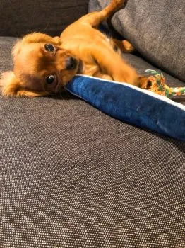 雲丹 様のお迎えした子犬