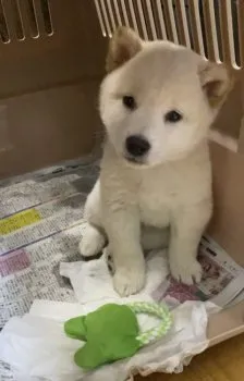 みい 様のお迎えした子犬