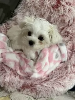 S 様のお迎えした子犬