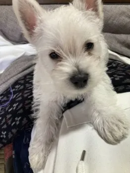 ふうちゃん 様のお迎えした子犬