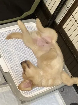 さとさん 様のお迎えした子犬