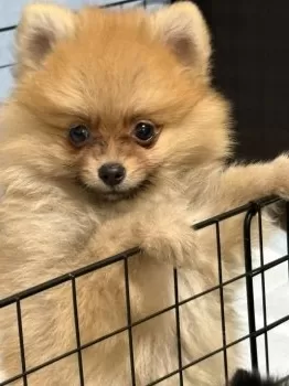 M.A 様のお迎えした子犬